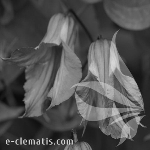 Clematis-Alionushka-BW.webp