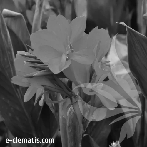 produkty-canna-scarlet-BW.webp
