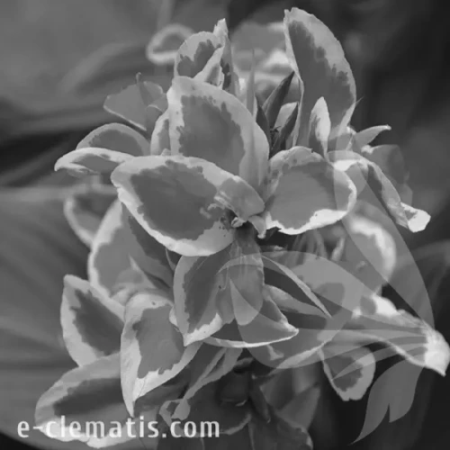 Canna-Cannova-Red-Golden-Flame-BW.webp