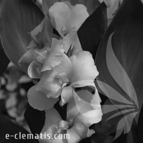 Canna-generalis-CANNOVA-Bronze-Peach-BW.webp