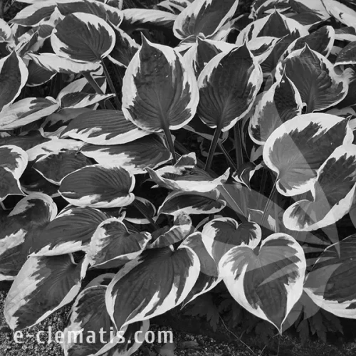 Hosta-Patriot-BW.webp