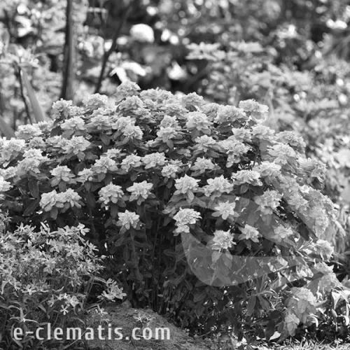 Euphorbia-Senior-BW.webp