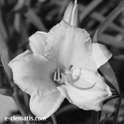 Hemerocallis-Stella-de-Oro-BW.webp
