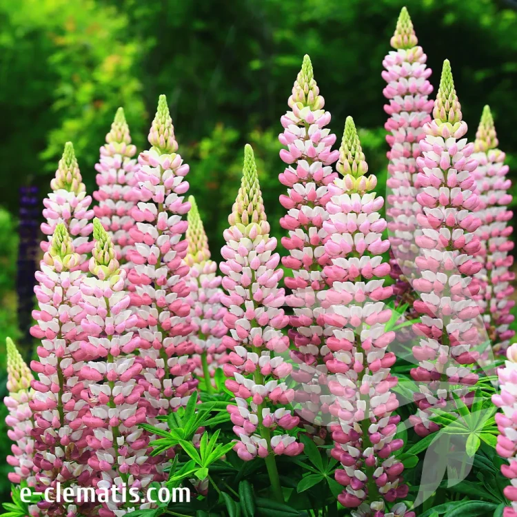 Lupinis-Chatelaine.webp