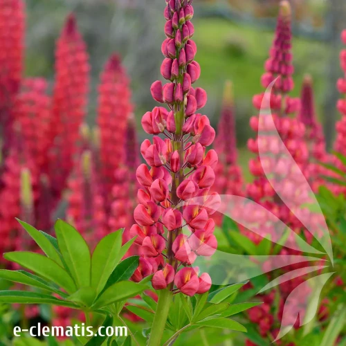 Lupinis-castle.webp
