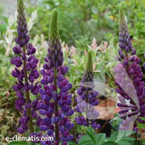 lupinus-the-governor-e-clematis.webp