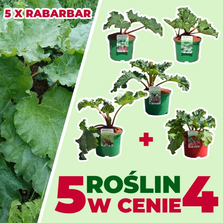 produkt-5-w-cenie-4-rabarbar.webp