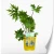 ligularia-przewalskii.webp