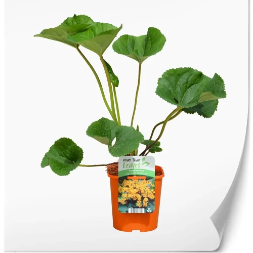 ligularia-desdemona.webp