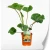 ligularia-desdemona.webp