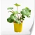 ligularia-othello.webp