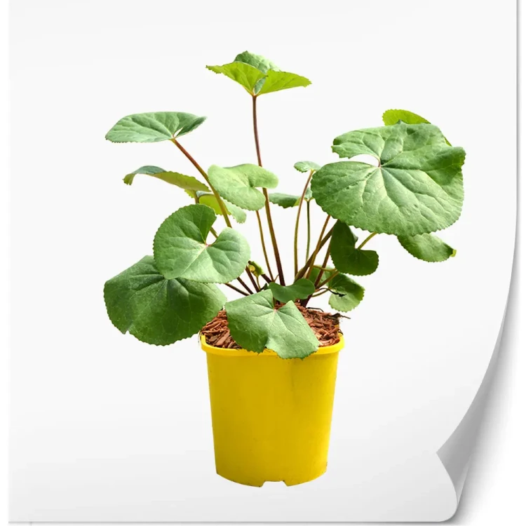 ligularia-othello.webp