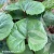 ligularia-othello-1-e-clematis.webp