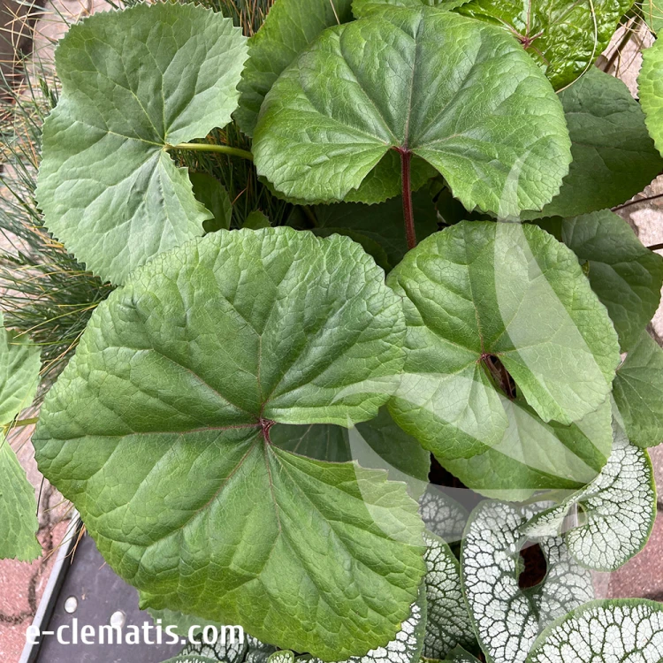ligularia-othello-2-e-clematis.jpg