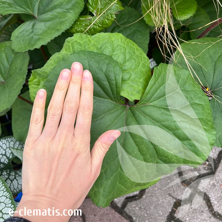 ligularia-othello-3-e-clematis.jpg
