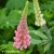 lubiny-mix-3.webp