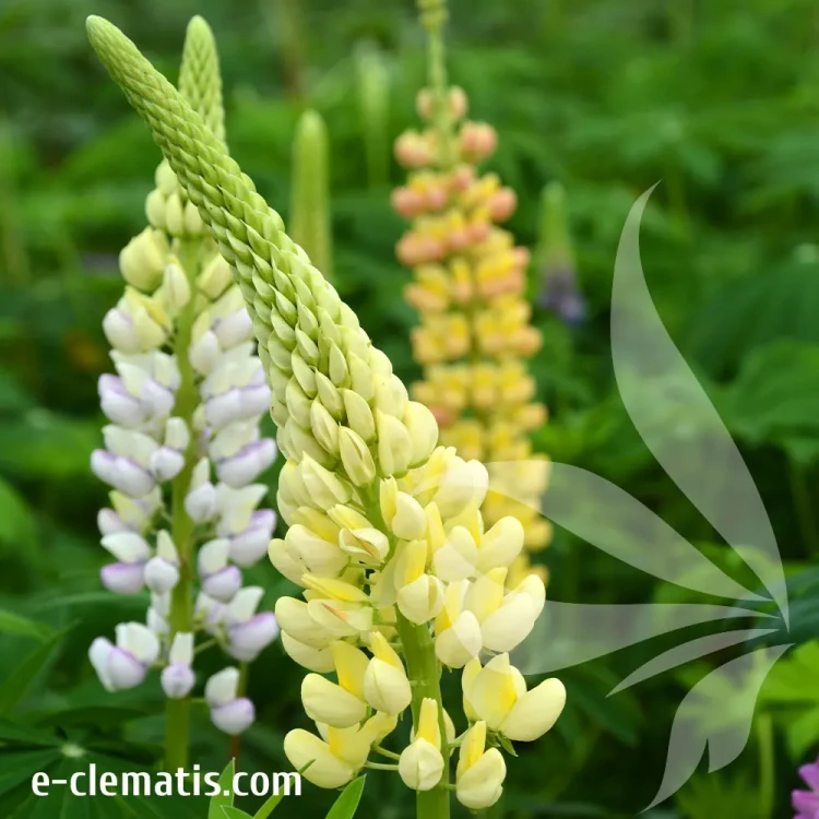lubiny-mix-4.webp