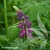 lubiny-mix-1.webp