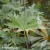 Ligularia-przewalskii.webp