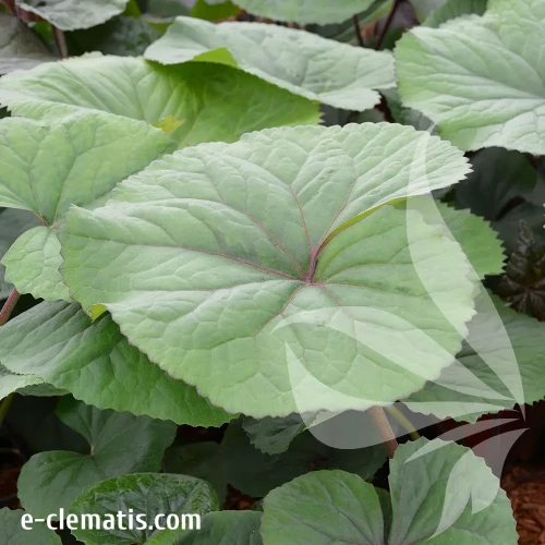 ligularia-desdemona.webp