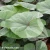 ligularia-desdemona.webp