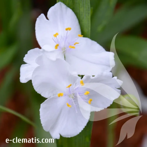 tradescantia-innocence-e-clematis.webp