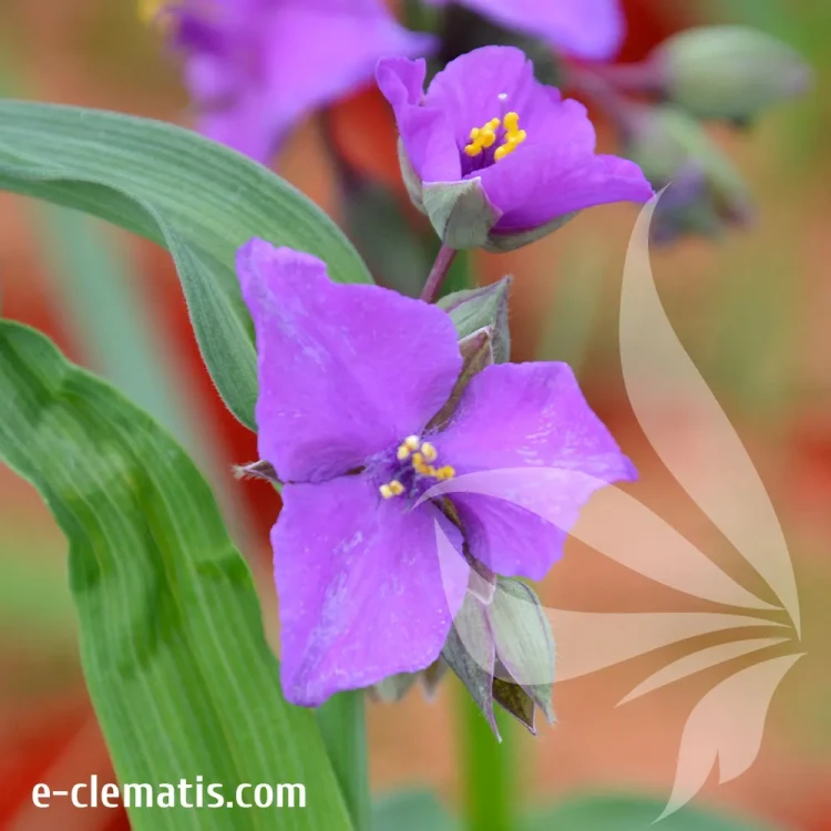 Tradescantia-Red-Grape.webp