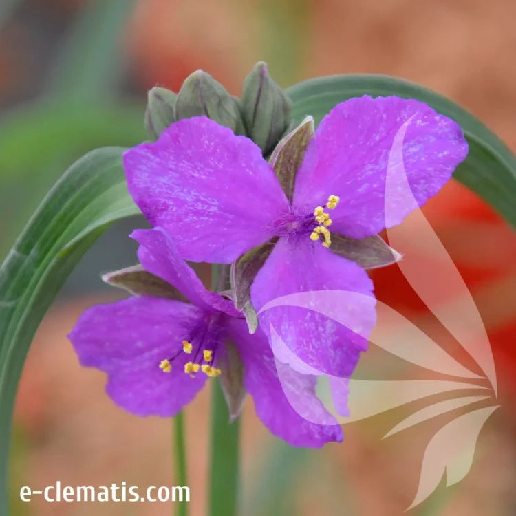 Tradescantia-Rubra.webp