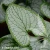 Brunnera-Little-Heart.webp