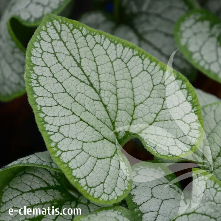 Brunnera-Little-Heart.webp