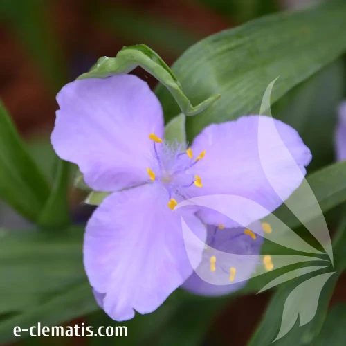 tradescantia-charlotte-e-clematis.webp
