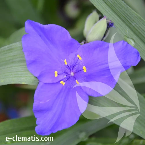 tradescantia-caerulea-plena-e-clematis.webp
