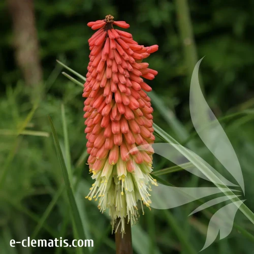 Kniphofia-Royal-Standard-e-clematis.webp