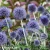 echinops-ritro-2.webp