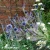echinops-ritro-1.webp