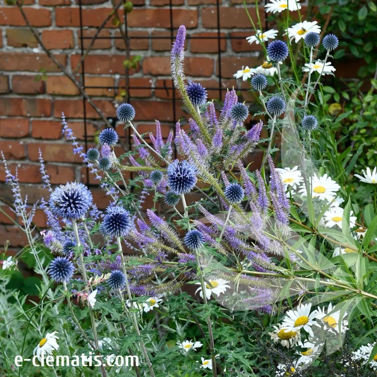 echinops-ritro-1.webp