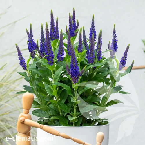 veronica-hybrida-lancita-blue-1-e-clematis.webp
