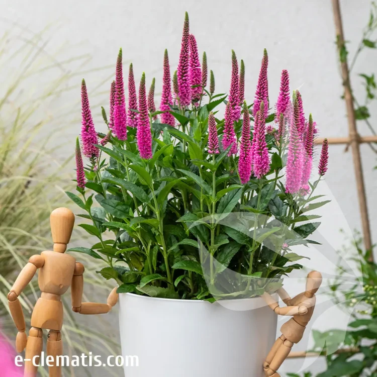 veronica-hybrida-lancita-pink-2-e-clematis.webp