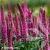 veronica-hybrida-lancita-pink-1-e-clematis.webp