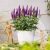 veronica-hybrida-lancita-purle-2-e-clematis.webp