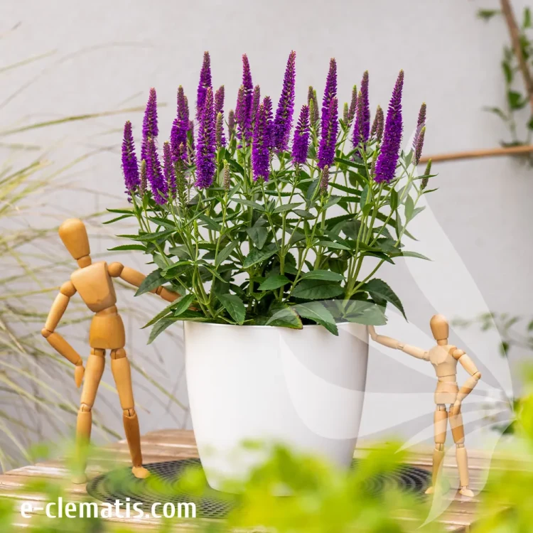veronica-hybrida-lancita-purle-2-e-clematis.webp
