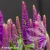 veronica-hybrida-lancita-purle-1-e-clematis.webp