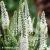 veronica-hybrida-lancita-white-1-e-clematis.webp