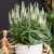 veronica-hybrida-lancita-white-2-e-clematis.webp