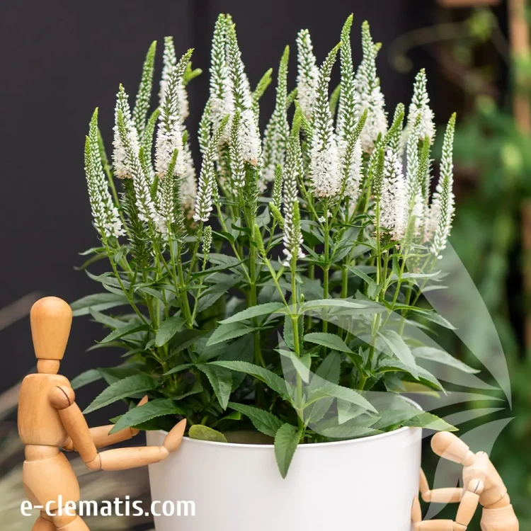 veronica-hybrida-lancita-white-2-e-clematis.webp