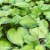 hosta-guacamole.webp