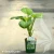 hosta-guacamole-2.webp
