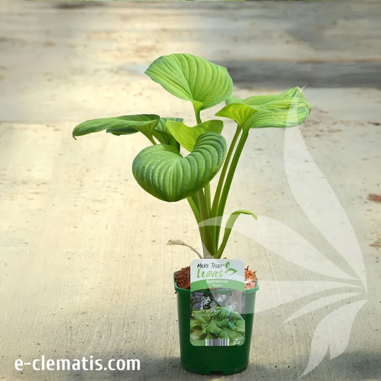 hosta-guacamole-2.webp