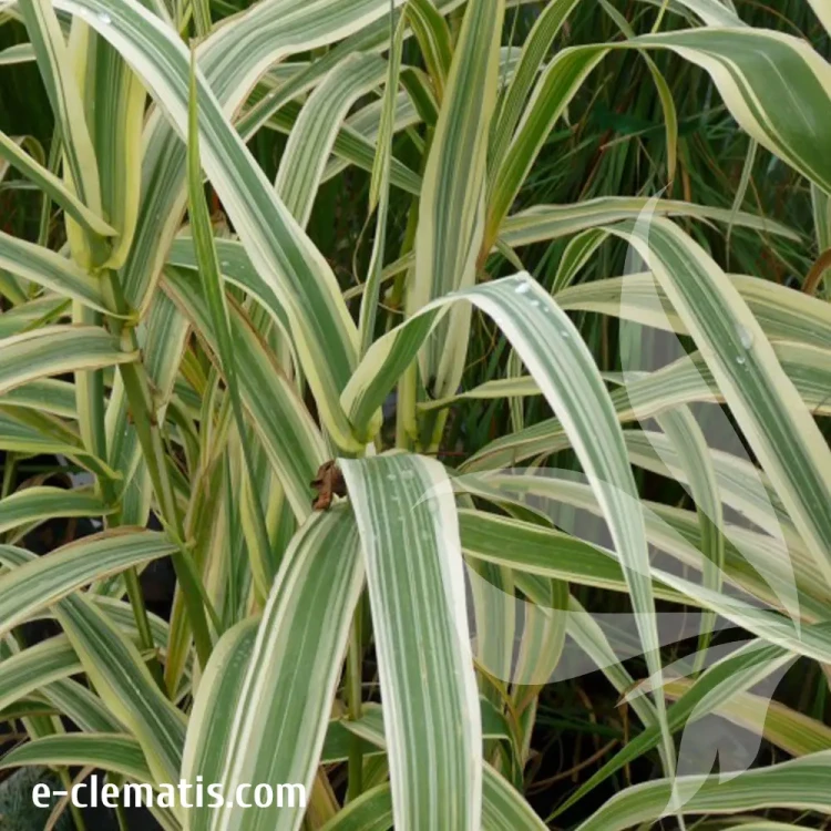 arundo-donax-variegata-1-e-clematis.webp
