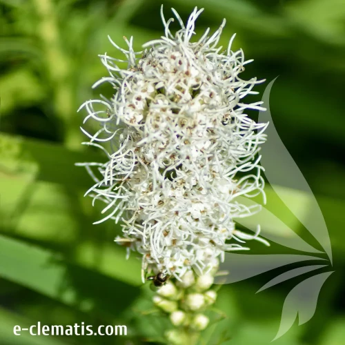 liatris-4.webp